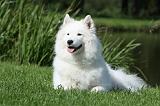 SAMOYEDE 027